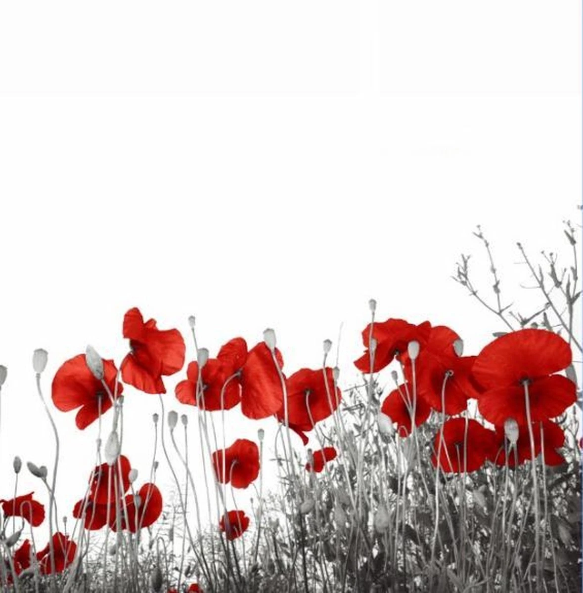 Papillon Douchegordijn - Textiel - Waterafstotend - 180x180 – Klaproos 3 Papillon Douchegordijn - Textiel - Waterafstotend - 180x180 – Klaproos