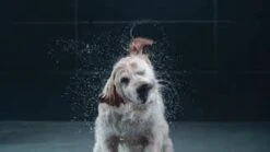 GROHE Euphoria SmartControl 310 Regendouche - CoolTouch - FastFixation - ø 31 Cm - Chroom 37 GROHE Euphoria SmartControl 310 Regendouche - CoolTouch - FastFixation - ø 31 Cm - Chroom -Badkamer Producten Winkel 1200x675 13